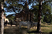 Bagan Myanmar. Temples near the Minochantha Stupa. 